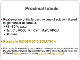 Proximal tubule
 Reabsorption of the largest volume of solution filtered
in glomerular apparatus.
 75 - 80 % water
 Na+, Cl-, HCO3
-, K+, Ca2+, Mg2+, HPO4
2-
 Glucose
 Results in ISOOSMOTIC SOLUTION
 Fluid in the filtrate entering the proximal convoluted tubule is reabsorbed into
the vasa recta, including approximately 2/3 of the filtered salt and water and
all filtered organic solutes (primarily glucose and amino acids).
 