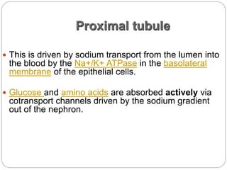 Proximal tubule
 This is driven by sodium transport from the lumen into
the blood by the Na+/K+ ATPase in the basolateral
membrane of the epithelial cells.
 Glucose and amino acids are absorbed actively via
cotransport channels driven by the sodium gradient
out of the nephron.
 