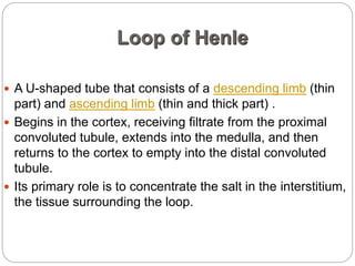 Loop of Henle
 A U-shaped tube that consists of a descending limb (thin
part) and ascending limb (thin and thick part) .
 Begins in the cortex, receiving filtrate from the proximal
convoluted tubule, extends into the medulla, and then
returns to the cortex to empty into the distal convoluted
tubule.
 Its primary role is to concentrate the salt in the interstitium,
the tissue surrounding the loop.
 