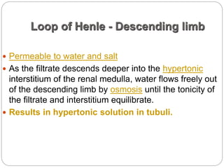 Loop of Henle - Descending limb
 Permeable to water and salt
 As the filtrate descends deeper into the hypertonic
interstitium of the renal medulla, water flows freely out
of the descending limb by osmosis until the tonicity of
the filtrate and interstitium equilibrate.
 Results in hypertonic solution in tubuli.
 