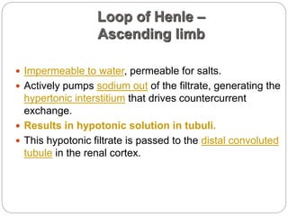 Loop of Henle –
Ascending limb
 Impermeable to water, permeable for salts.
 Actively pumps sodium out of the filtrate, generating the
hypertonic interstitium that drives countercurrent
exchange.
 Results in hypotonic solution in tubuli.
 This hypotonic filtrate is passed to the distal convoluted
tubule in the renal cortex.
 