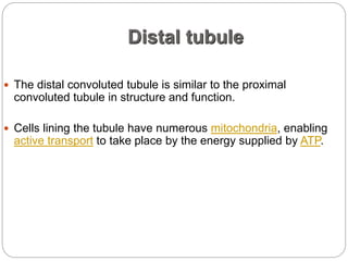 Distal tubule
 The distal convoluted tubule is similar to the proximal
convoluted tubule in structure and function.
 Cells lining the tubule have numerous mitochondria, enabling
active transport to take place by the energy supplied by ATP.
 