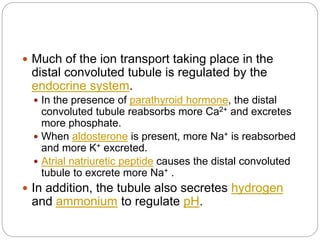  Much of the ion transport taking place in the
distal convoluted tubule is regulated by the
endocrine system.
 In the presence of parathyroid hormone, the distal
convoluted tubule reabsorbs more Ca2+ and excretes
more phosphate.
 When aldosterone is present, more Na+ is reabsorbed
and more K+ excreted.
 Atrial natriuretic peptide causes the distal convoluted
tubule to excrete more Na+ .
 In addition, the tubule also secretes hydrogen
and ammonium to regulate pH.
 