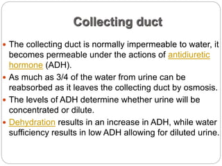 Collecting duct
 The collecting duct is normally impermeable to water, it
becomes permeable under the actions of antidiuretic
hormone (ADH).
 As much as 3/4 of the water from urine can be
reabsorbed as it leaves the collecting duct by osmosis.
 The levels of ADH determine whether urine will be
concentrated or dilute.
 Dehydration results in an increase in ADH, while water
sufficiency results in low ADH allowing for diluted urine.
 