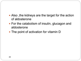  Also ,the kidneys are the target for the action
of aldosterone
 For the catabolism of insulin, glucagon and
aldosterone
 The point of activation for vitamin D
28
 