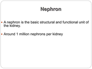 Nephron
 A nephron is the basic structural and functional unit of
the kidney.
 Around 1 million nephrons per kidney
 