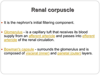 Renal corpuscle
 It is the nephron's initial filtering component.
 Glomerulus - is a capillary tuft that receives its blood
supply from an afferent arteriole and passes into efferent
arteriole of the renal circulation.
 Bowman's capsule - surrounds the glomerulus and is
composed of visceral (inner) and parietal (outer) layers.
 