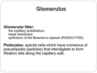 Glomerulus
Glomerular filter:
the capillary endothelium
basal membrane
epithelium of the Bowman’s capsule (PODOCYTES)
Podocytes: special cells which have numerous of
pseudopodia (pedicles) that interdigitate to form
filtration slits along the capillary wall.
 