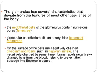  The glomerulus has several characteristics that
deviate from the features of most other capillaries of
the body:
 the endothelial cells of the glomerulus contain numerous
pores (fenestrae)
 glomerular endothelium sits on a very thick basement
membrane
 On the surface of the cells are negatively charged
glycosaminoglycans such as heparan sulfate. The
negatively-charged basement membrane repels negatively-
charged ions from the blood, helping to prevent their
passage into Bowman's space.
 
