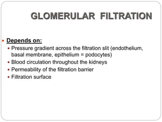 GLOMERULAR FILTRATION
 Depends on:
 Pressure gradient across the filtration slit (endothelium,
basal membrane, epithelium = podocytes)
 Blood circulation throughout the kidneys
 Permeability of the filtration barrier
 Filtration surface
 