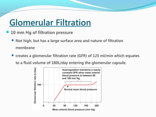 Glomerular Filtration
10 mm Hg of filtration pressure
 Not high, but has a large surface area and nature of filtration
membrane
 creates a glomerular filtration rate (GFR) of 125 ml/min which equates
to a fluid volume of 180L/day entering the glomerular capsule.
 
