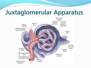 Juxtaglomerular Apparatus
 
