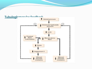 Tubuloglomerular feedback
 