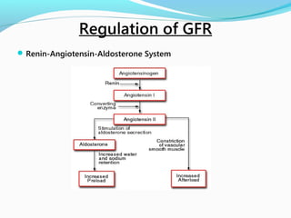 Renin-Angiotensin-Aldosterone System
Regulation of GFR
 