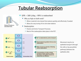  GFR = 180 L/day, >99% is reabsorbed
 Why so high on both ends?
 Allows material to be cleared from plasma quickly and effectively if needed
 Allows for easy tuning of ion and water balance
 Reabsorption
 Passive and Active Transport Processes
 Most of the reabsorption takes place in the PCT
Movement may be via
epithelial transport (through
the cells) or by paracellular
pathways (between the
epithelial cells)
Tubular Reabsorption
 