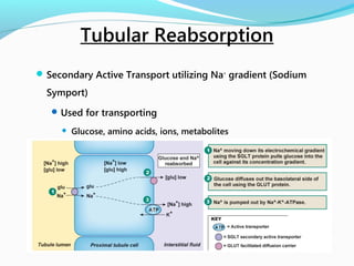 Secondary Active Transport utilizing Na+
gradient (Sodium
Symport)
Used for transporting
 Glucose, amino acids, ions, metabolites
Tubular Reabsorption
 