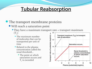 The transport membrane proteins
Will reach a saturation point
They have a maximum transport rate = transport maximum
(Tm)
 The maximum number
of molecules that can be
transported per unit of
time
 Related to the plasma
concentration called the
renal threshold…
 The point at which
saturation occurs and
Tm is exceeded
Tubular Reabsorption
 