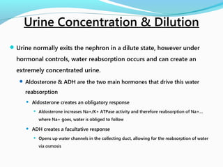 Urine normally exits the nephron in a dilute state, however under
hormonal controls, water reabsorption occurs and can create an
extremely concentrated urine.
 Aldosterone & ADH are the two main hormones that drive this water
reabsorption
 Aldosterone creates an obligatory response
 Aldosterone increases Na+/K+ ATPase activity and therefore reabsorption of Na+…
where Na+ goes, water is obliged to follow
 ADH creates a facultative response
 Opens up water channels in the collecting duct, allowing for the reabsorption of water
via osmosis
Urine Concentration & Dilution
 