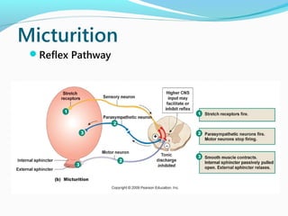 Micturition
Reflex Pathway
 