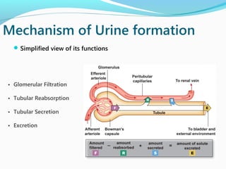 Mechanism of Urine formation
Simplified view of its functions
• Glomerular Filtration
• Tubular Reabsorption
• Tubular Secretion
• Excretion
 