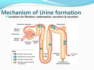 Mechanism of Urine formation
Locations for filtration, reabsorption, secretion & excretion
 