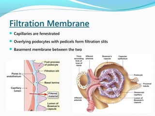 Filtration Membrane
 Capillaries are fenestrated
 Overlying podocytes with pedicels form filtration slits
 Basement membrane between the two
 