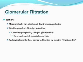 Glomerular Filtration
Barriers
 Mesangial cells can alter blood flow through capillaries
 Basal lamina alters filtration as well by
 Containing negatively charged glycoproteins
 Act to repel negatively charged plasma proteins
 Podocytes form the final barrier to filtration by forming “filtration slits”
 