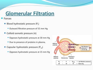 Glomerular Filtration
Forces
 Blood hydrostatic pressure (PH)
 Outward filtration pressure of 55 mm Hg
 Colloid osmotic pressure (π)
 Opposes hydrostatic pressure at 30 mm Hg
 Due to presence of proteins in plasma,
 Capsular hydrostatic pressure (Pfluid)
 Opposes hydrostatic pressure at 15 mm Hg
 