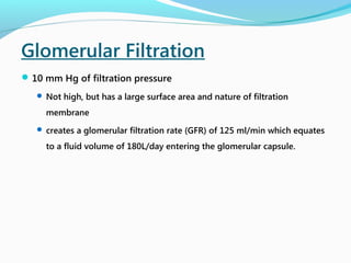 Glomerular Filtration
10 mm Hg of filtration pressure
 Not high, but has a large surface area and nature of filtration
membrane
 creates a glomerular filtration rate (GFR) of 125 ml/min which equates
to a fluid volume of 180L/day entering the glomerular capsule.
 