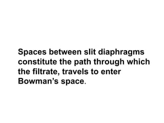 Spaces between slit diaphragms
constitute the path through which
the filtrate, travels to enter
Bowman’s space.
 