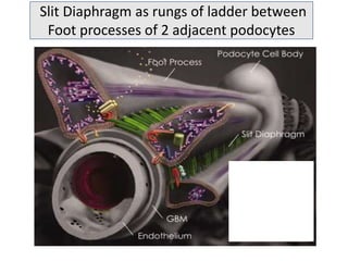 Slit Diaphragm as rungs of ladder between
Foot processes of 2 adjacent podocytes
 