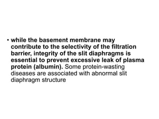• while the basement membrane may
contribute to the selectivity of the filtration
barrier, integrity of the slit diaphragms is
essential to prevent excessive leak of plasma
protein (albumin). Some protein-wasting
diseases are associated with abnormal slit
diaphragm structure
 