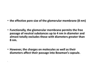 • the effective pore size of the glomerular membrane (8 nm)
• Functionally, the glomerular membrane permits the free
passage of neutral substances up to 4 nm in diameter and
almost totally excludes those with diameters greater than
8 nm.
• However, the charges on molecules as well as their
diameters affect their passage into Bowman’s capsule.
• .
 