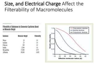 Size, and Electrical Charge Affect the
Filterability of Macromolecules
 