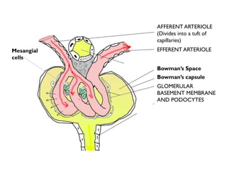 AFFERENT ARTERIOLE
(Divides into a tuft of
capillaries)
EFFERENT ARTERIOLE
Bowman’s capsule
GLOMERULAR
BASEMENT MEMBRANE
AND PODOCYTES
Bowman’s Space
Mesangial
cells
 
