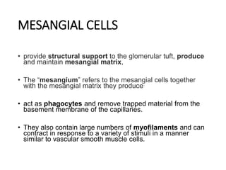 MESANGIAL CELLS
• provide structural support to the glomerular tuft, produce
and maintain mesangial matrix,
• The “mesangium” refers to the mesangial cells together
with the mesangial matrix they produce.
• act as phagocytes and remove trapped material from the
basement membrane of the capillaries.
• They also contain large numbers of myofilaments and can
contract in response to a variety of stimuli in a manner
similar to vascular smooth muscle cells.
 