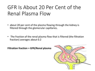 GFR Is About 20 Per Cent of the
Renal Plasma Flow
• about 20 per cent of the plasma flowing through the kidney is
filtered through the glomerular capillaries.
• The fraction of the renal plasma flow that is filtered (the filtration
fraction) averages about 0.2
Filtration fraction = GFR/Renal plasma flow
 