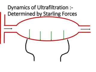 Dynamics of Ultrafiltration :-
Determined by Starling Forces
 