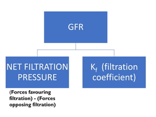 GFR
NET FILTRATION
PRESSURE
Kf (filtration
coefficient)
(Forces favouring
filtration) - (Forces
opposing filtration)
 