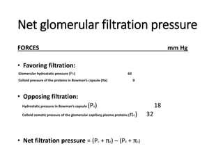 Net glomerular filtration pressure
FORCES mm Hg
• Favoring filtration:
Glomerular hydrostatic pressure (PG) 60
Colloid pressure of the proteins in Bowman’s capsule (πB) 0
• Opposing filtration:
Hydrostatic pressure in Bowman’s capsule (PB) 18
Colloid osmotic pressure of the glomerular capillary plasma proteins (πG) 32
• Net filtration pressure = (PG + πB) – (PB + πG)
 