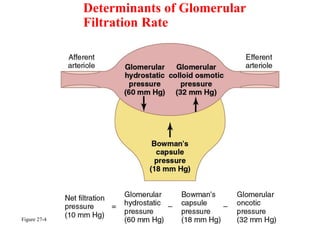 Determinants of Glomerular
Filtration Rate
Figure 27-4
 