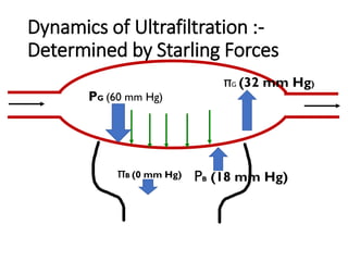 Dynamics of Ultrafiltration :-
Determined by Starling Forces
PG (60 mm Hg)
πB (0 mm Hg) PB (18 mm Hg)
πG (32 mm Hg)
 
