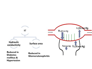 Kf
Hydraulic
conductivity
Surface area
Reduced in
Diabetes
mellitus &
Hypertesion
Reduced in
Glomerulonephritis
 