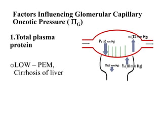Factors Influencing Glomerular Capillary
Oncotic Pressure ( PG)
1.Total plasma
protein
oLOW – PEM,
Cirrhosis of liver
 