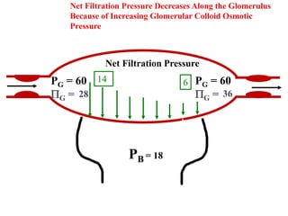 Net Filtration Pressure
PB = 18
PG = 60
PG =
PG = 60
PG =
Net Filtration Pressure Decreases Along the Glomerulus
Because of Increasing Glomerular Colloid Osmotic
Pressure
14 6
28 36
 
