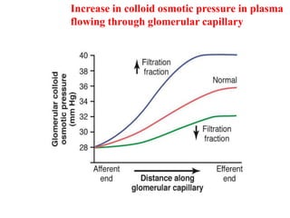 Increase in colloid osmotic pressure in plasma
flowing through glomerular capillary
 