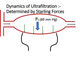 Dynamics of Ultrafiltration :-
Determined by Starling Forces
PG (60 mm Hg)
 