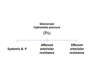 Glomerular
hydrostatic pressure
(PG)
Systemic B. P
Afferent
arteriolar
resistance
Efferent
arteriolar
resistance
 