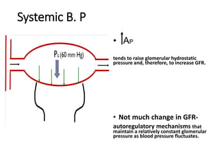 Systemic B. P
• AP
tends to raise glomerular hydrostatic
pressure and, therefore, to increase GFR.
• Not much change in GFR-
autoregulatory mechanisms that
maintain a relatively constant glomerular
pressure as blood pressure fluctuates.
 