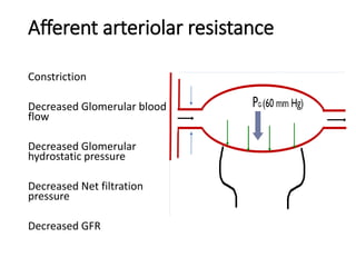 Afferent arteriolar resistance
Constriction
Decreased Glomerular blood
flow
Decreased Glomerular
hydrostatic pressure
Decreased Net filtration
pressure
Decreased GFR
 